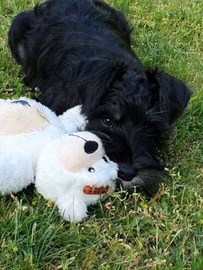 Dogorama Photo Challenge - Gegensätze-Beitrag-Bild