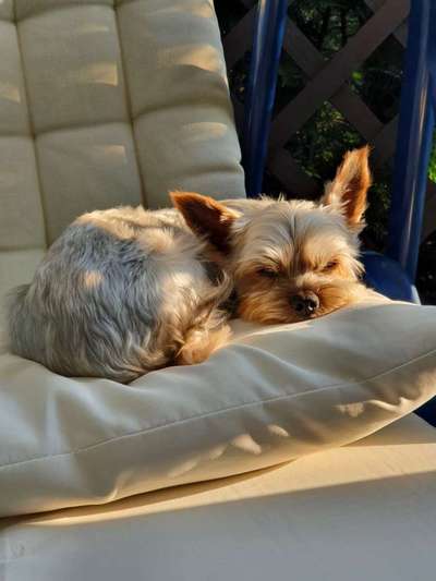 Unsere Fellnasen im Regenbogenland-Beitrag-Bild