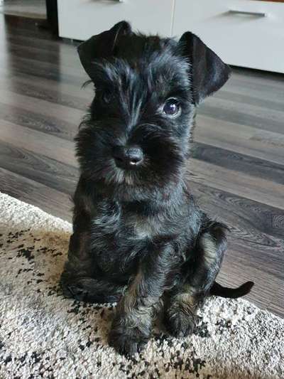 Welpen Bilder !-Beitrag-Bild