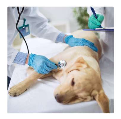 %{de_profession_title}-Termin: Krankheitsberatung-Bild