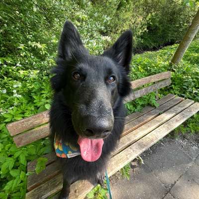 Hundetreffen-Trainings - und Gassirunde-Bild