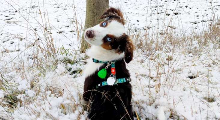 Dogorama Photo Challenge - Portrait-Beitrag-Bild