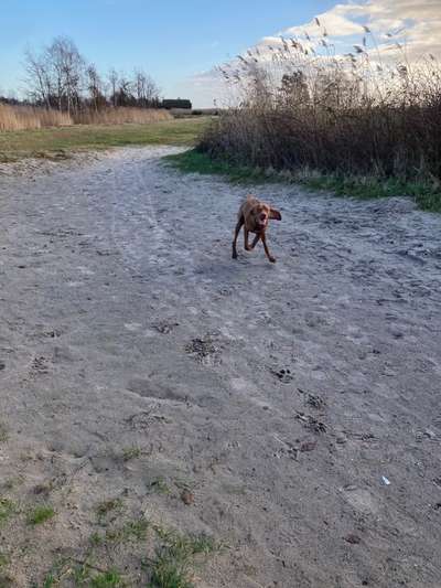 Hundetreffen-Treffen mittel bis große Hunde in der Harth-Bild