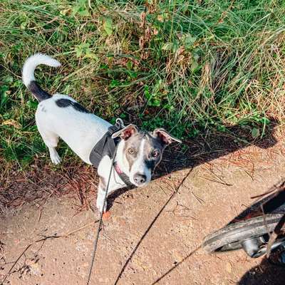 Hundetreffen-Hundekumpel gesucht-Bild