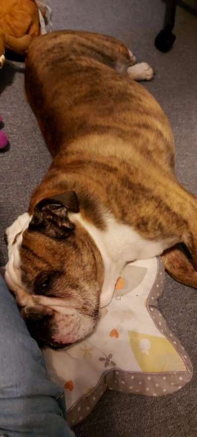 Olde English Bulldogge-Beitrag-Bild