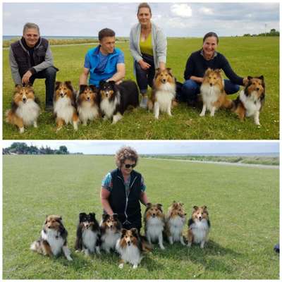 Shelties-Beitrag-Bild