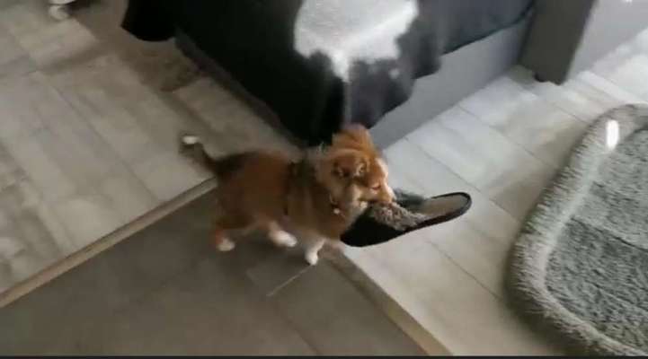 Dogorama Foto Challenge - Erwischt-Beitrag-Bild