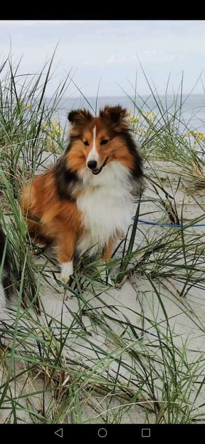 Shelties-Beitrag-Bild