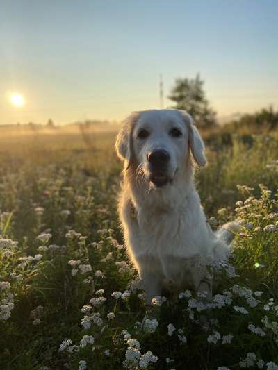 Wo sind die Golden Retriever Liebhaber?-Beitrag-Bild