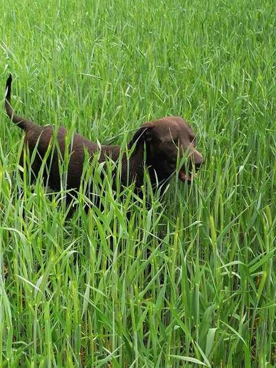 Die Dogorama Monats Challenge "Es grünt und blüht"-Beitrag-Bild