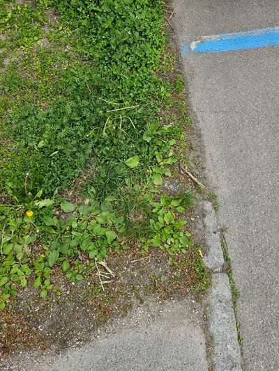 Giftköder-Giftköder Blaukorn-Bild