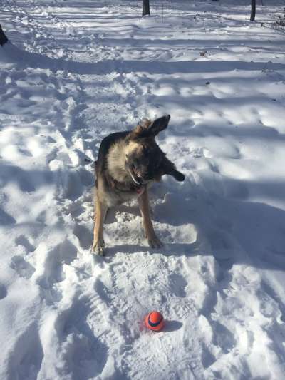Zeige das lustigste Bild eures Hundis-Beitrag-Bild