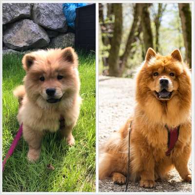 Vom Welpen zum Hund-Beitrag-Bild