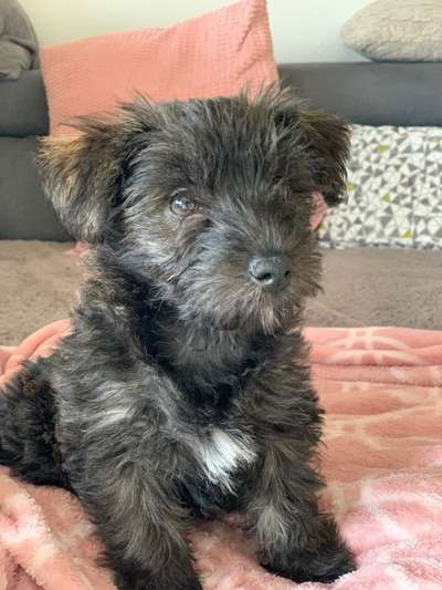 Welpen Bilder !-Beitrag-Bild