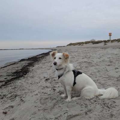 Hundetreffen-Trainingsspaziergänge (Social Walk)-Bild