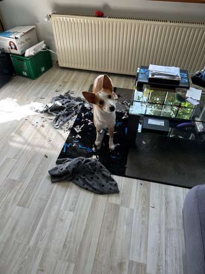 TierschutzhundeStammtisch🐕-Beitrag-Bild