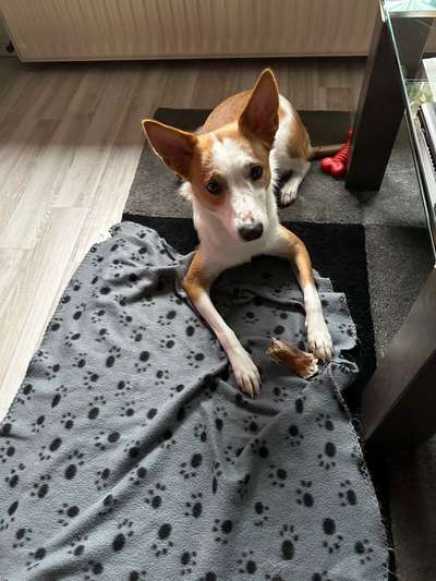 TierschutzhundeStammtisch🐕-Beitrag-Bild