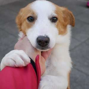 Welpen Bilder !-Beitrag-Bild