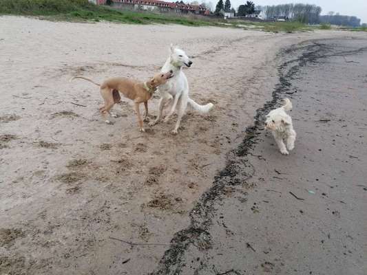 Windhunde - Treffen der besonderen Schönheiten
HERZLICH WILLKOMMEN-Beitrag-Bild