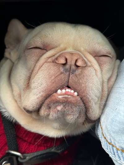 Hundetreffen-Hey , wir suchen neue Spielkameraden zum Gassi gehen und und spielen .-Bild