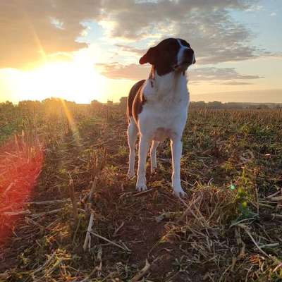 Hundetreffen-Entspannte Hundekontakte gesucht!-Bild