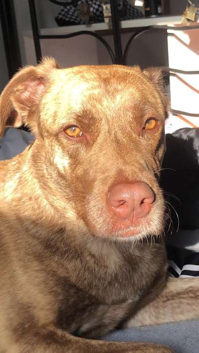 Labradorfans-Beitrag-Bild