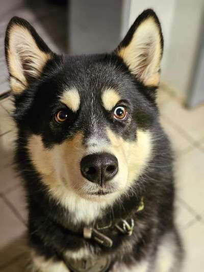 Australian Shepherd Mix-Beitrag-Bild