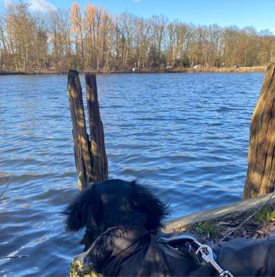 Hundetreffen-Gassi/Spiel Treffen-Bild