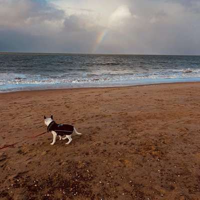 Hundetreffen-Gassirunden und/oder Spieletreffen-Bild