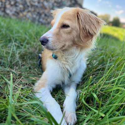 Hundetreffen-Gassi gehen üben, trainieren-Bild