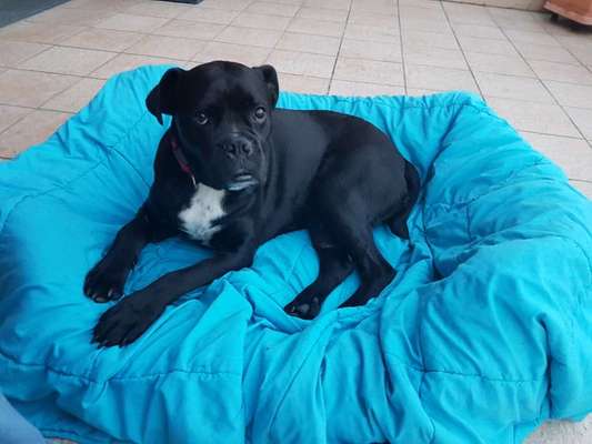 Unsere Fellnasen im Regenbogenland-Beitrag-Bild