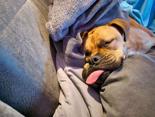 Unsere Fellnasen-Vielfalt im Überblick!-Beitrag-Bild