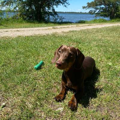 Hundetreffen-Spiel-, Trainings-, Gassi-Partner*in gesucht-Bild