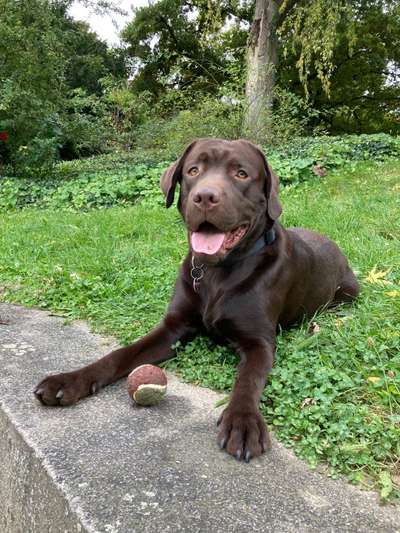 Hundetreffen-Spieltreff am Dutzendteich-Bild