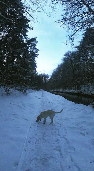 Hundeauslaufgebiet-Am alten Kanal-Bild