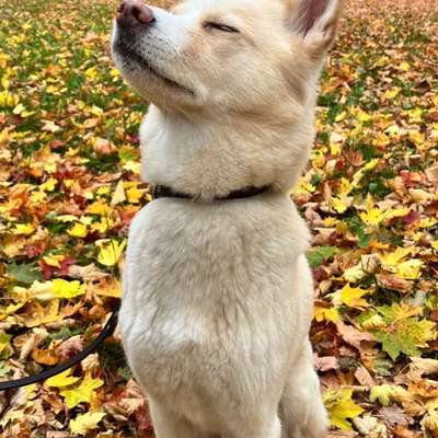 Hundetreffen-Zusammen Gassi gehen-Bild