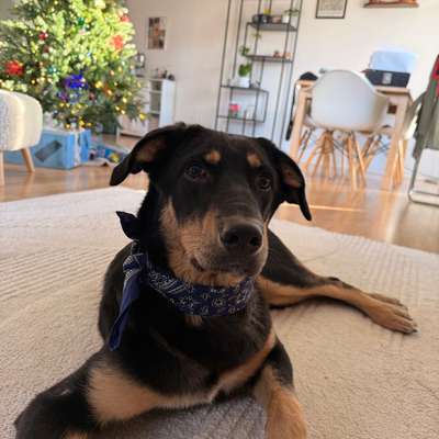 Hundetreffen-Neue Hundefreunde in Telgte-Bild