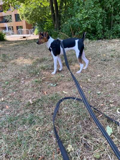 Als Welpen sind sie alle noch süßer-Beitrag-Bild