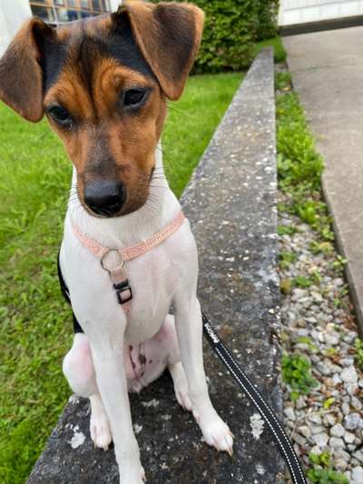 Welpen Bilder !-Beitrag-Bild