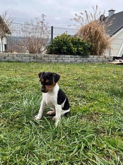 Als Welpen sind sie alle noch süßer-Beitrag-Bild