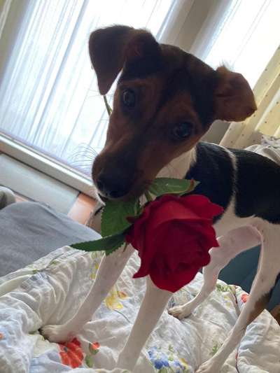 Jack Russel Terrier-Beitrag-Bild