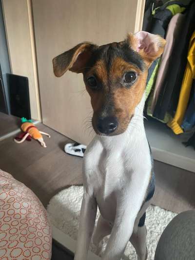 Als Welpen sind sie alle noch süßer-Beitrag-Bild