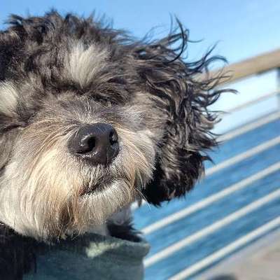 Hundetreffen-Lucy sucht kleine Hunde  zum spielen-Bild