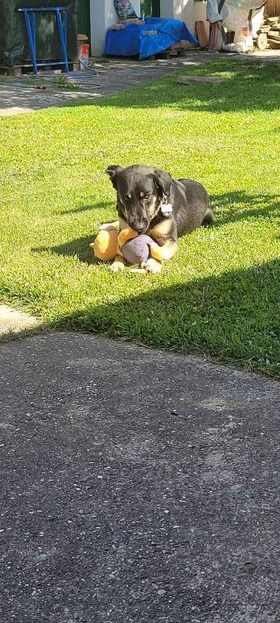 Wie kamst du zu deinem Hund?-Beitrag-Bild