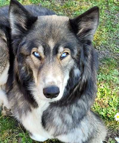 Unsere Fellnasen im Regenbogenland-Beitrag-Bild