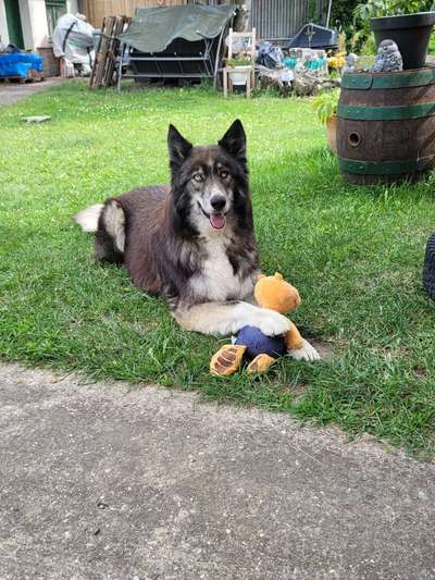 Unsere Fellnasen im Regenbogenland-Beitrag-Bild
