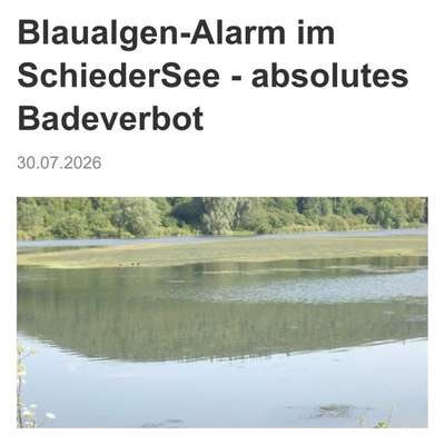 Giftköder-Blaualgen im Schieder See-Bild