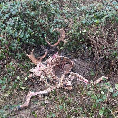 Die besten Gassifunde-Beitrag-Bild