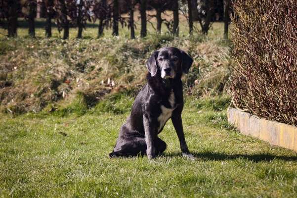 Unsere Fellnasen im Regenbogenland-Beitrag-Bild