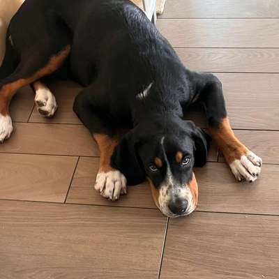 Hundetreffen-Spazieren, sozialisieren und Spielen-Bild